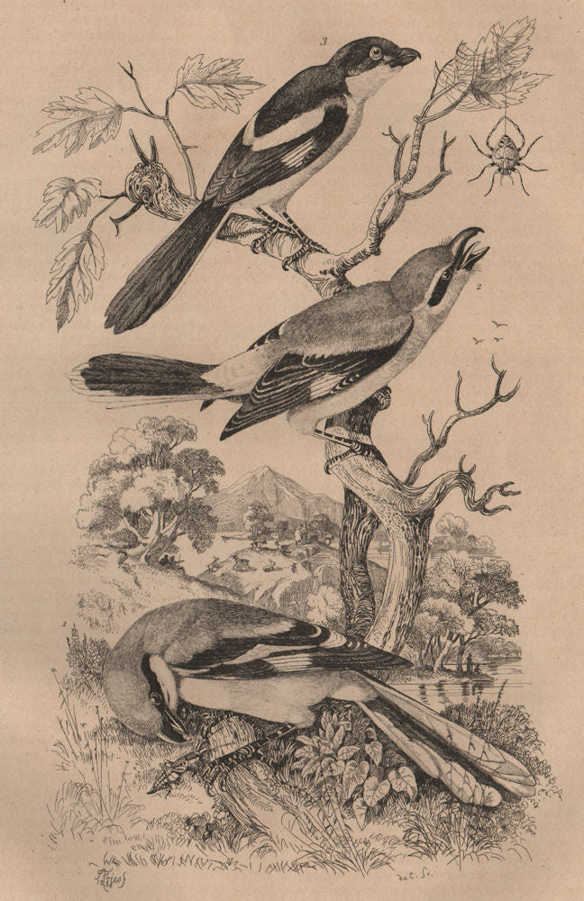 Common Magpie. Pie Grièche septentrionale. Grey-backed Fiscal. Shrikes 1834